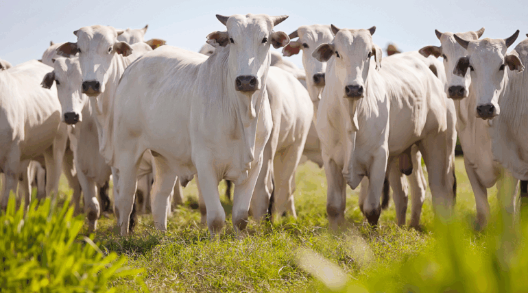 Suplementos nutracêuticos Master S3, Master Leite e Master Engorda da Núcleo Rural para saúde e desempenho de bovinos