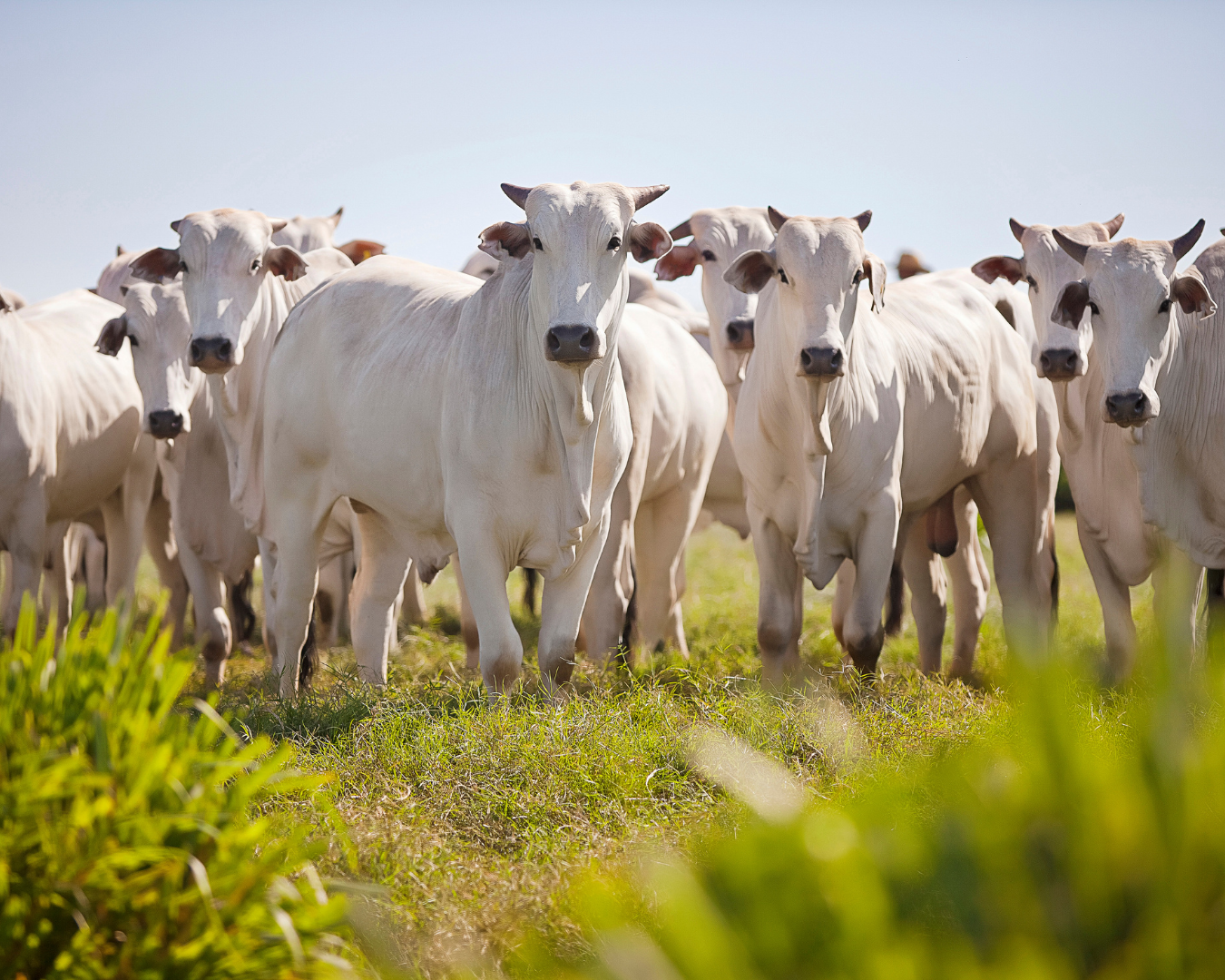 Suplementos nutracêuticos Master S3, Master Leite e Master Engorda da Núcleo Rural para saúde e desempenho de bovinos