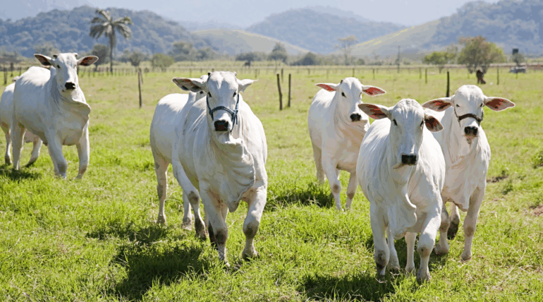 Bovinos com pelagem brilhante e saudável após uso do suplemento Master S3 da Núcleo Rural