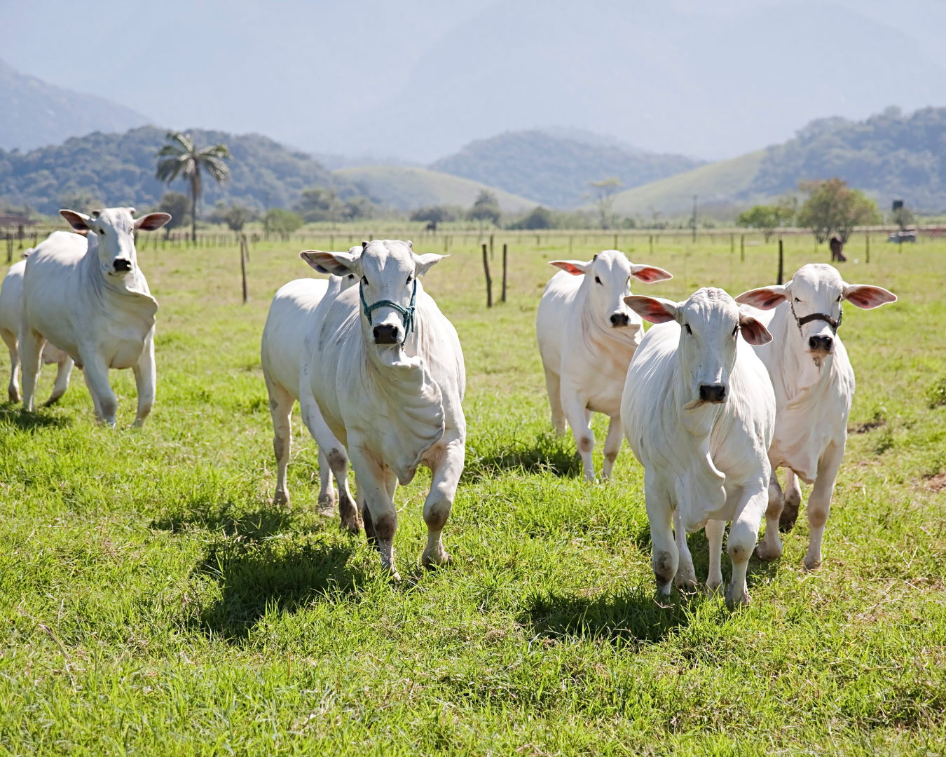 Bovinos com pelagem brilhante e saudável após uso do suplemento Master S3 da Núcleo Rural