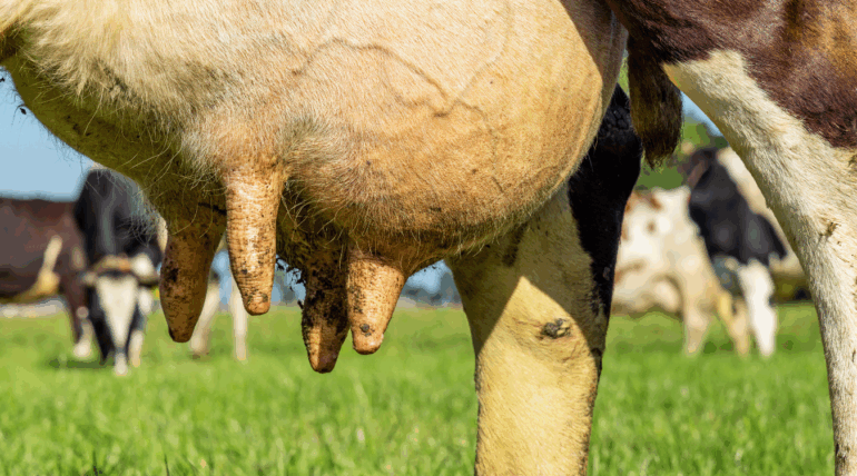 Tratamento de mastite em vacas leiteiras – soluções naturais e convencionais com apoio técnico da Núcleo Rural.