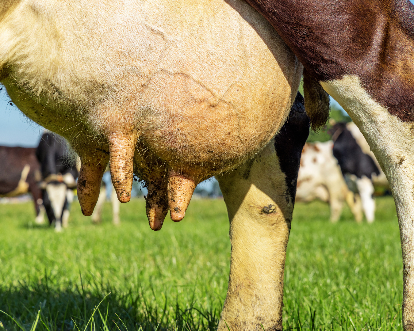 Tratamento de mastite em vacas leiteiras – soluções naturais e convencionais com apoio técnico da Núcleo Rural.