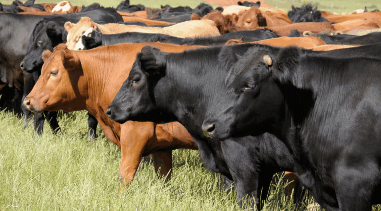 Bovinos de corte com ganho de peso e saúde