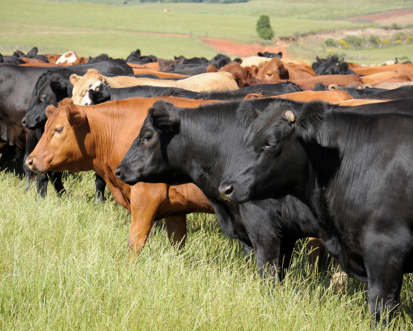 Bovinos de corte com ganho de peso e saúde