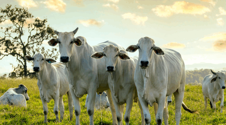 Bovino caminhando com firmeza após uso de suplemento da Núcleo Rural para saúde dos cascos