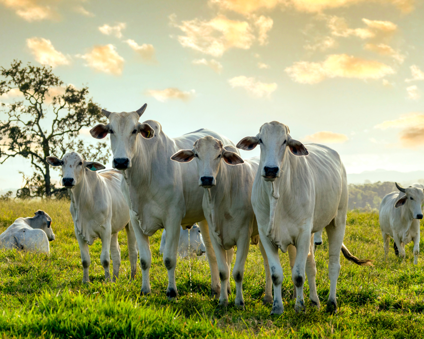 Bovino caminhando com firmeza após uso de suplemento da Núcleo Rural para saúde dos cascos