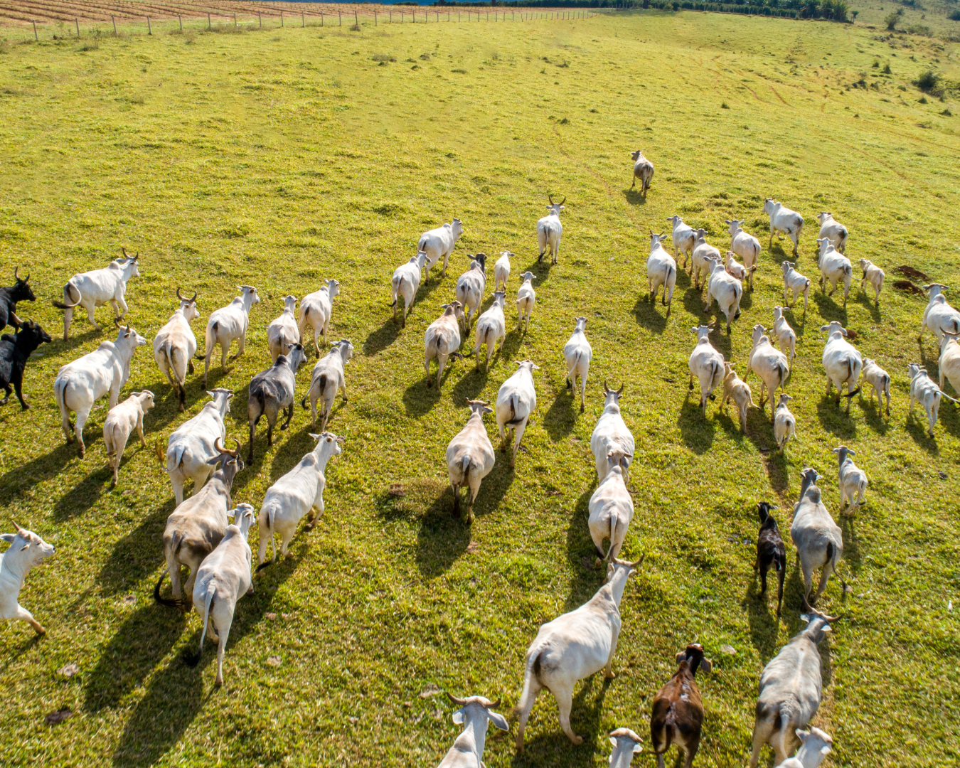 Bovinos saudáveis e sem parasitas