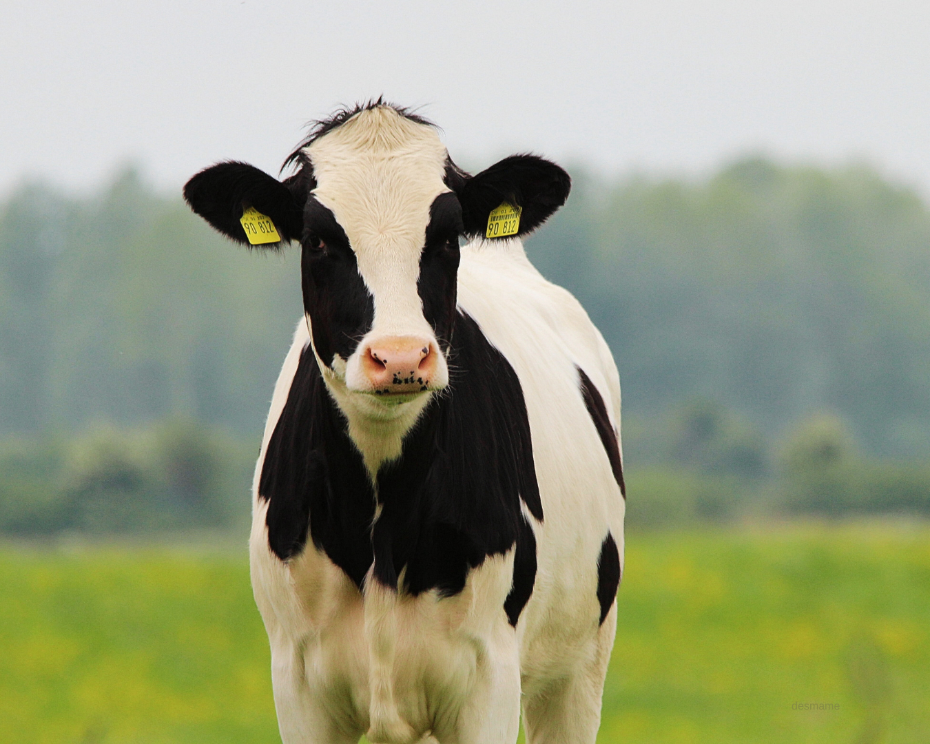Bovinos livres de bernes e carrapatos após suplementação com Master S3 da Núcleo Rural