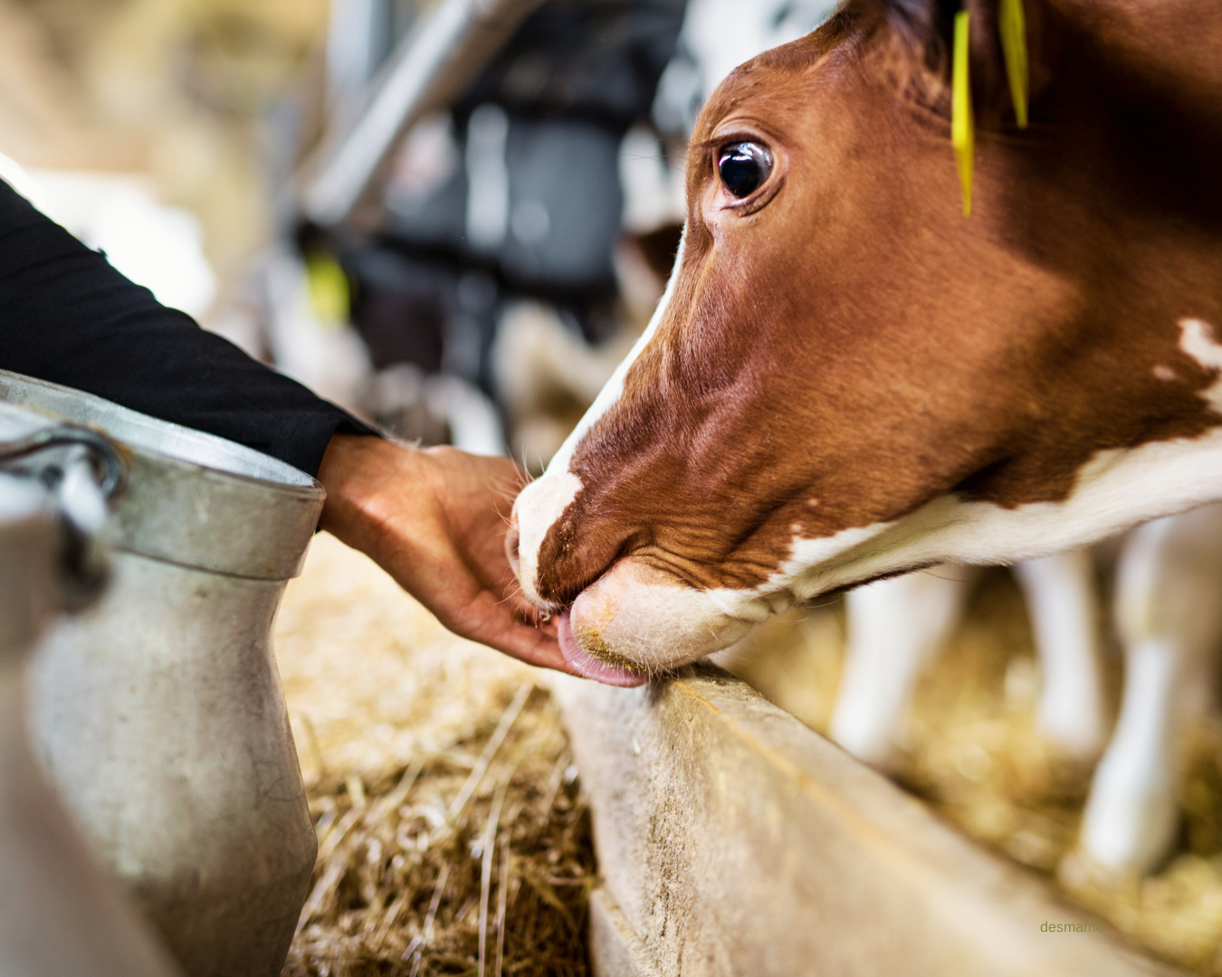 Vaca leiteira consumindo suplemento Master Leite da Núcleo Rural para aumento de produção e saúde do úbere.