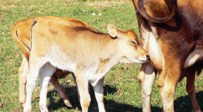 Rebanho bovino com alto índice de fertilidade após suplementação com produtos da Núcleo Rural em São José do Rio Preto.