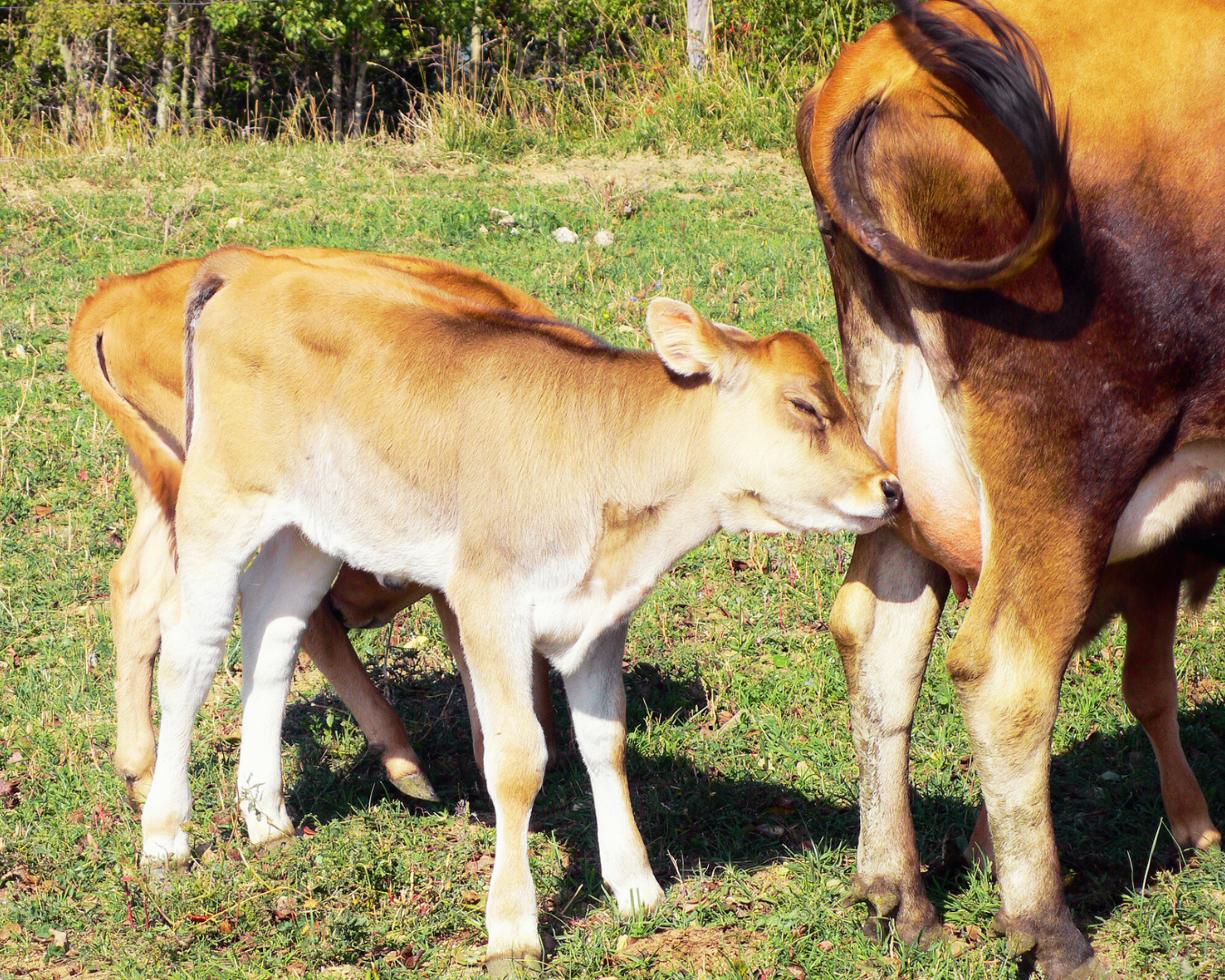 Rebanho bovino com alto índice de fertilidade após suplementação com produtos da Núcleo Rural em São José do Rio Preto.