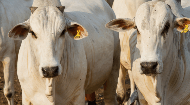 Gado com boa saúde e pelagem brilhante