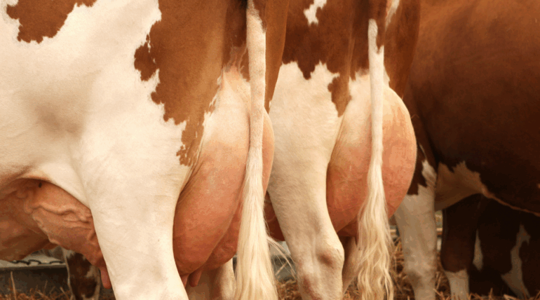 Vacas leiteiras saudáveis após suplementação com Master Leite