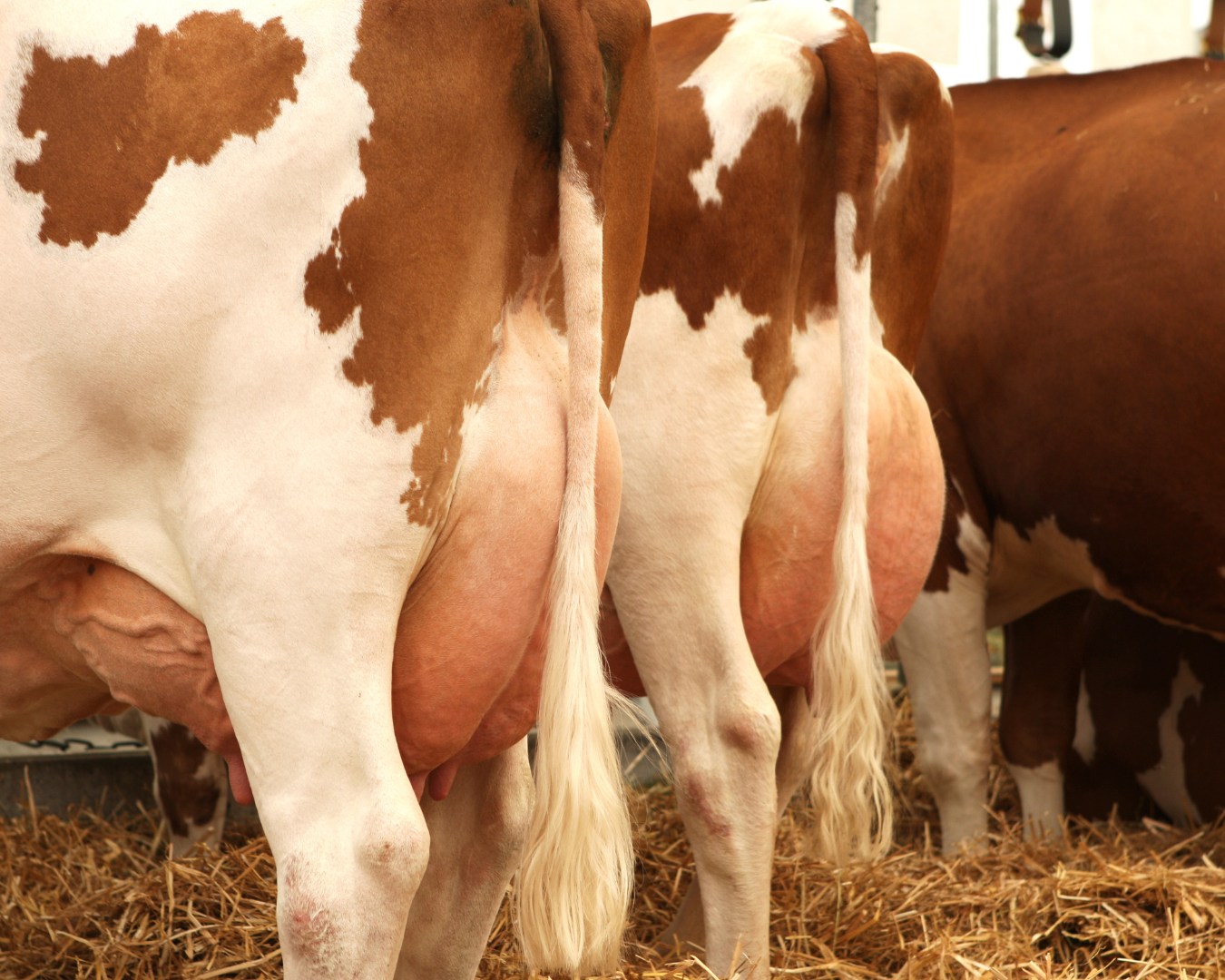 Vacas leiteiras saudáveis após suplementação com Master Leite