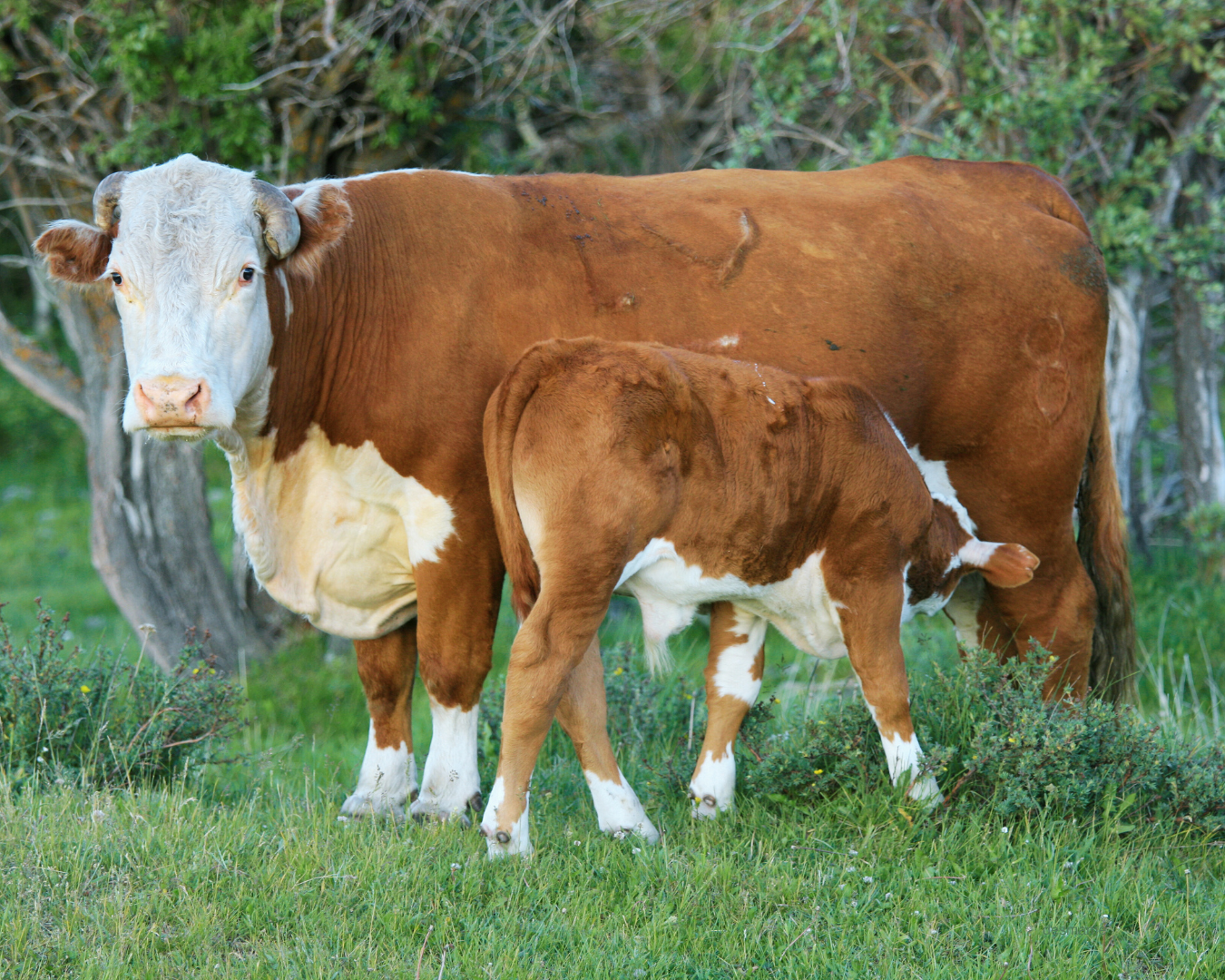 Bezerro saudável após suplementação com Master Engorda da Núcleo Rural durante o desmame precoce