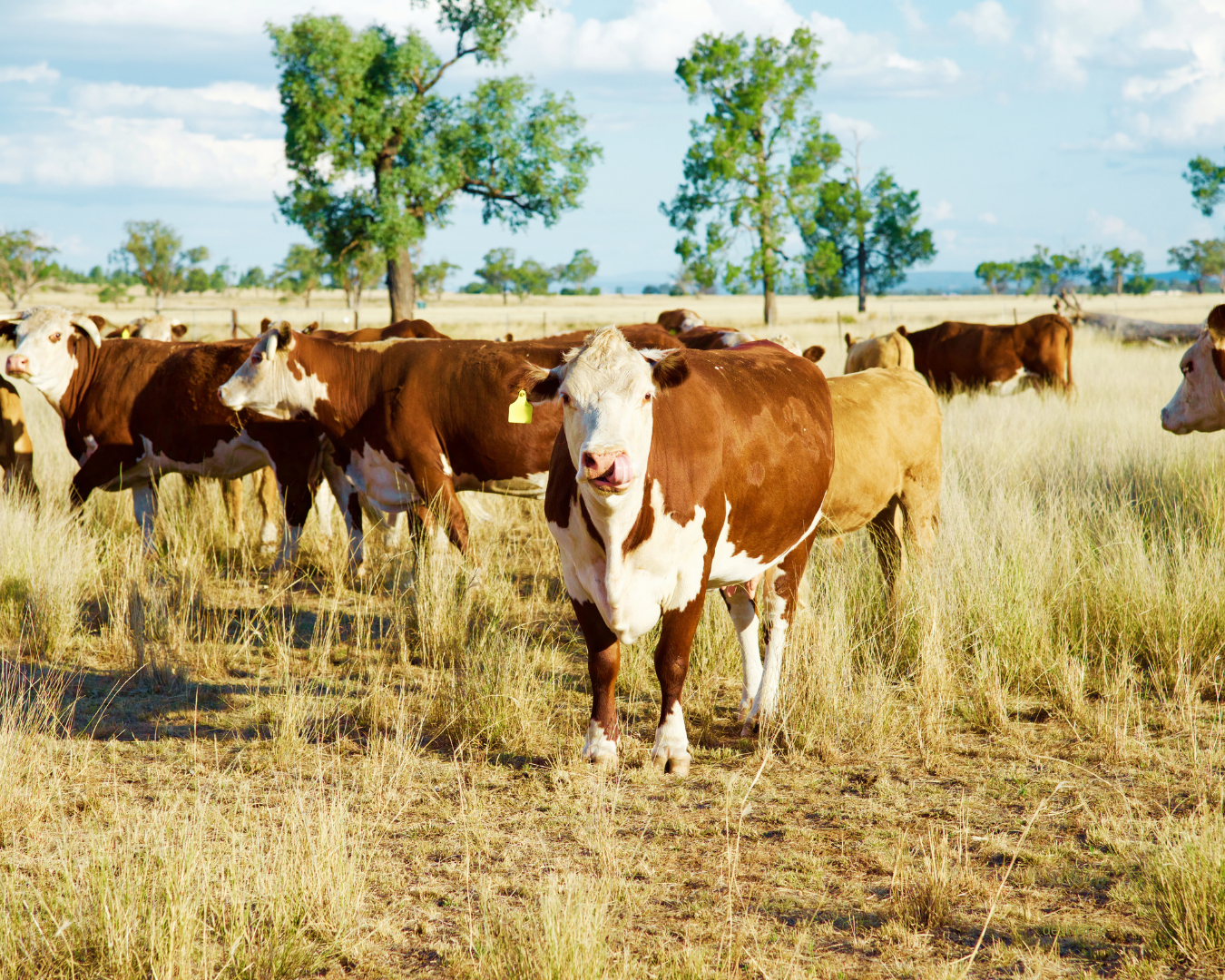 Bovinos em piquete limpo e ensolarado, sem carrapatos