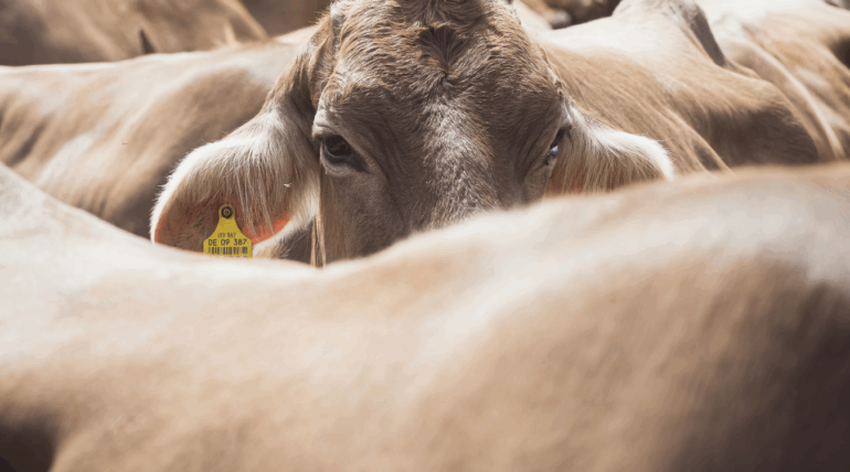 Suplemento Master S3 da Núcleo Rural