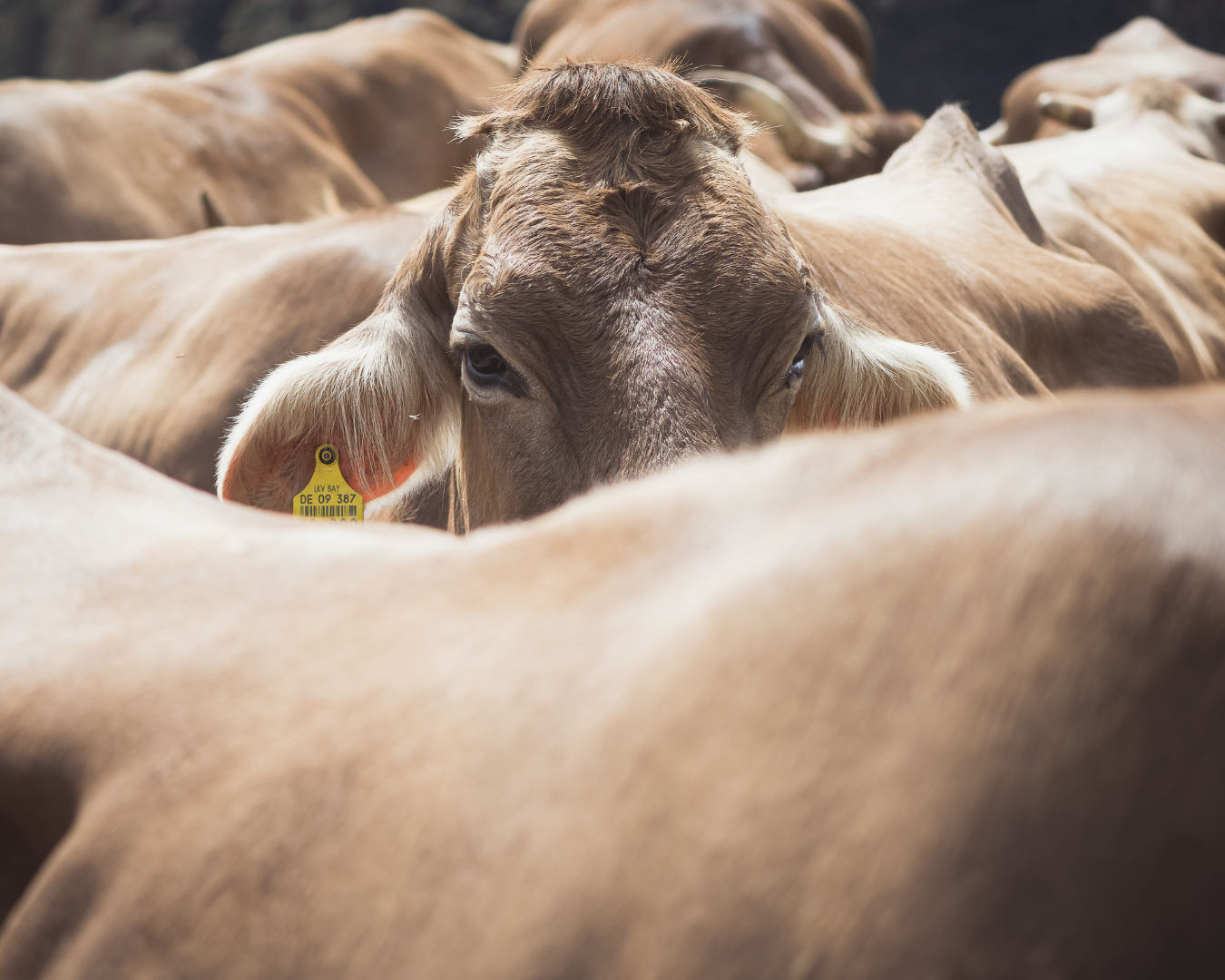 Suplemento Master S3 da Núcleo Rural