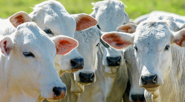 Carrapatos no rebanho