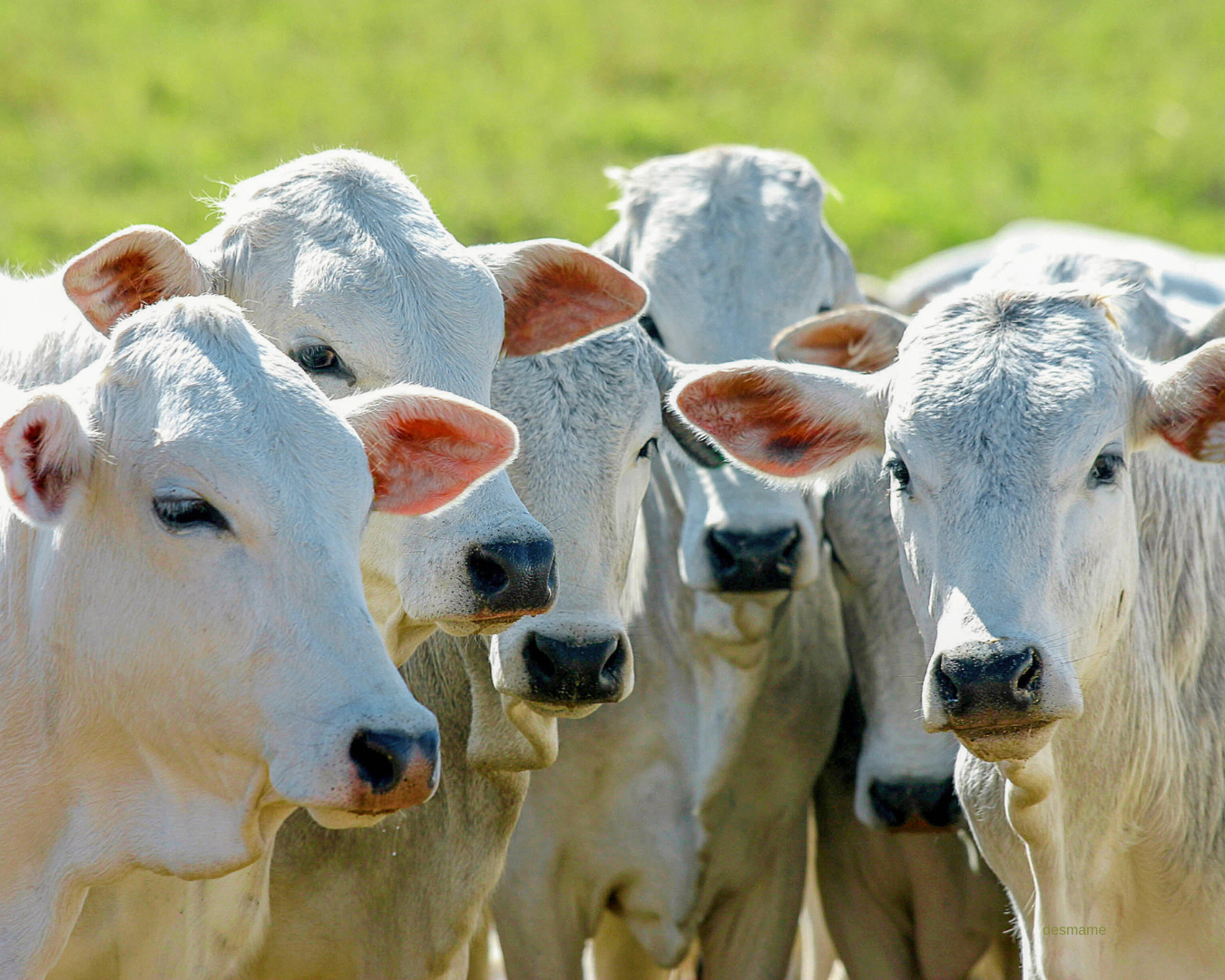 Carrapatos no rebanho