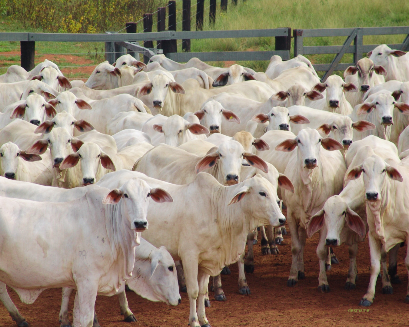 desmame de bezerros
