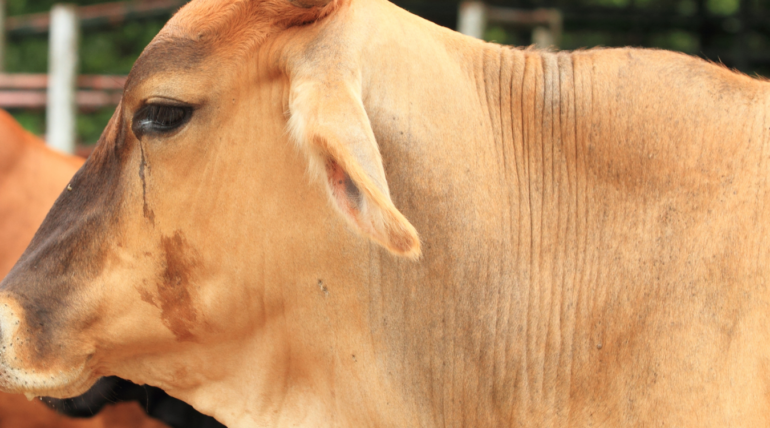 Verminoses bovinas: sinais, riscos e tratamento