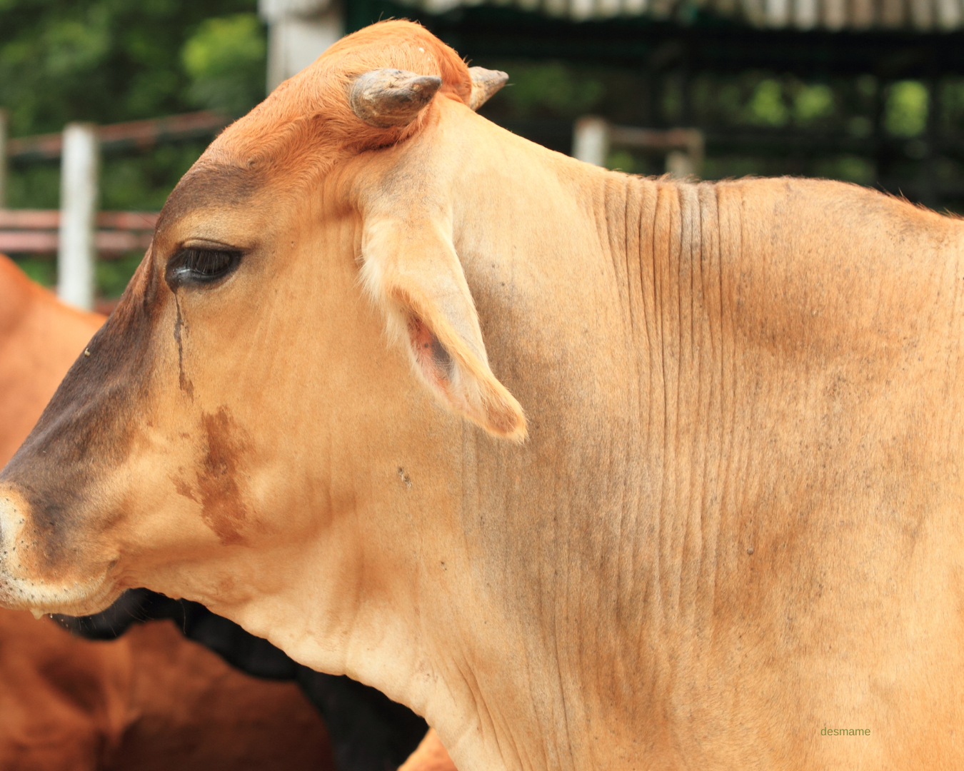 Verminoses bovinas: sinais, riscos e tratamento