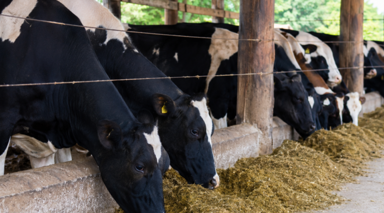 Vacas leiteiras em pastagem com suplementação estratégica Master Leite da Núcleo Rural para melhorar qualidade do leite.