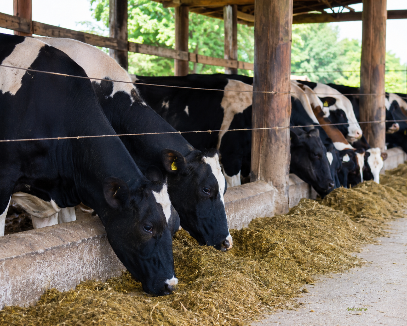 Vacas leiteiras em pastagem com suplementação estratégica Master Leite da Núcleo Rural para melhorar qualidade do leite.