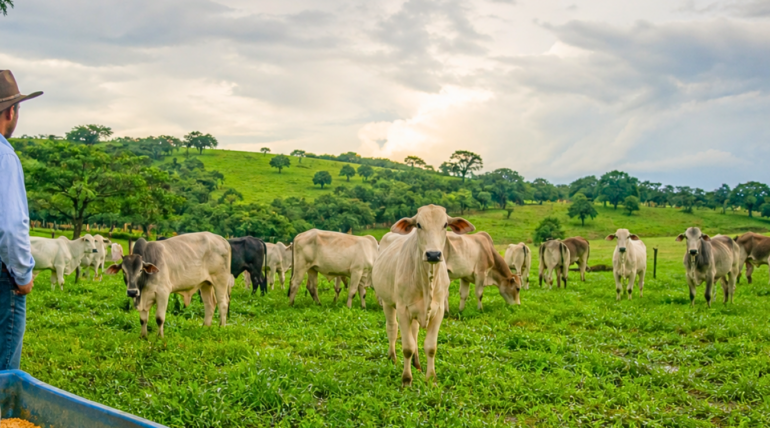 Bovinos em pastagem no período chuvoso com prevenção contra parasitas usando o nutracêutico Master S3 da Núcleo Rural.