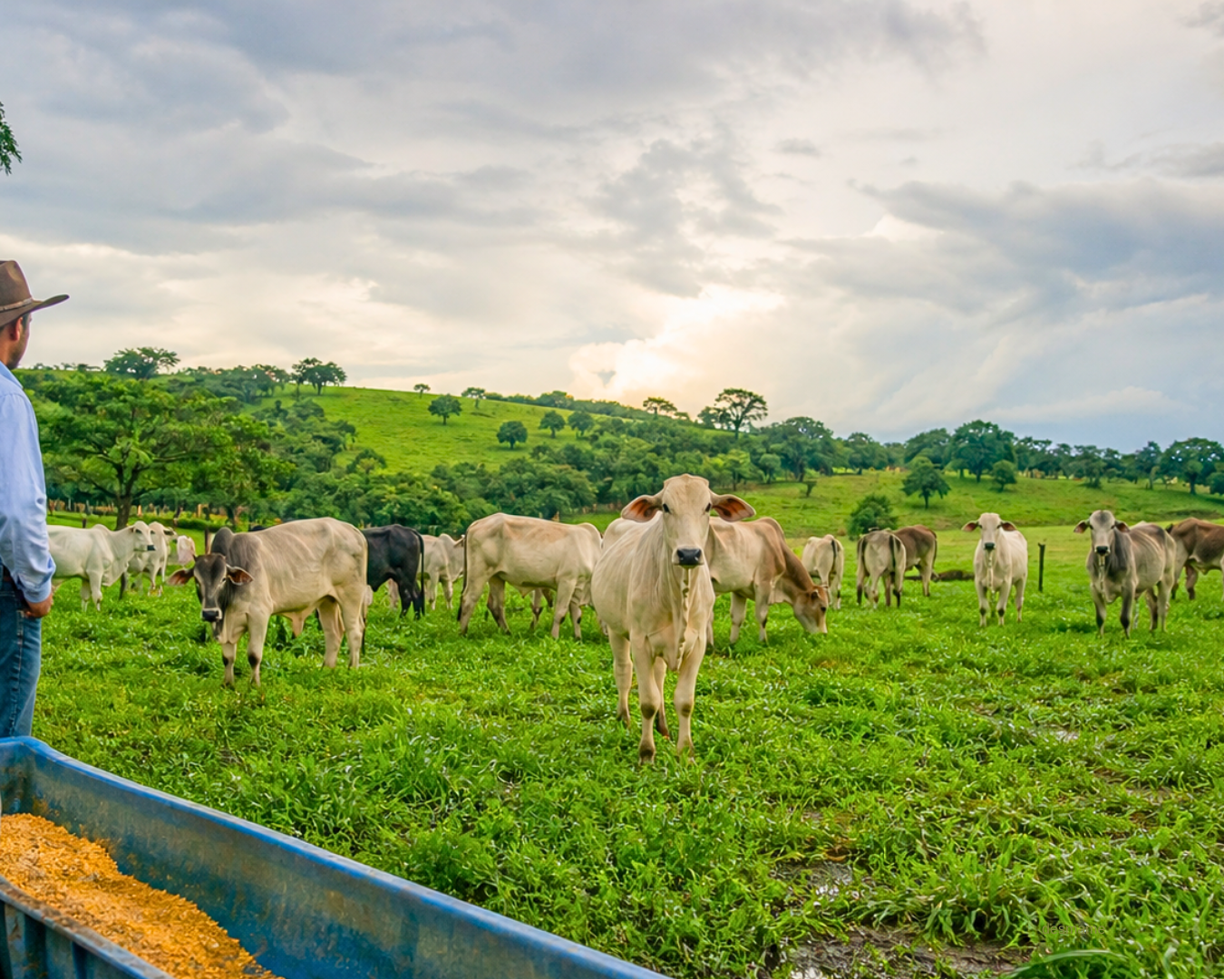 Bovinos em pastagem no período chuvoso com prevenção contra parasitas usando o nutracêutico Master S3 da Núcleo Rural.