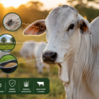 controle de mosca do chifre sem pulverização