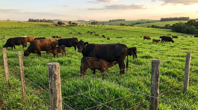 Vacas e bezerros pastando e interagindo calmamente em uma exuberante pastagem verde sob a luz dourada do fim de tarde.