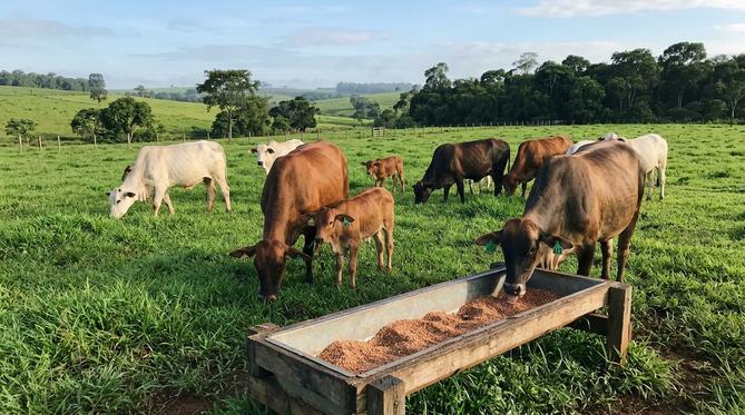Gado saudável (vacas e bezerros) pastando em vasta pastagem verde com cocho de suplemento mineral.