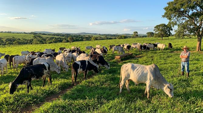 Rebanho diverso de gado saudável pastando em vasto pasto verde exuberante, observado por pecuarista satisfeito sob luz dourada do fim de tarde.