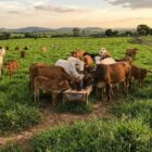 Rebanho de gado bovino saudável, com vacas de corte e bezerros, pastando em campo verdejante com cocho de sal mineral rústico sob luz dourada do fim de tarde.