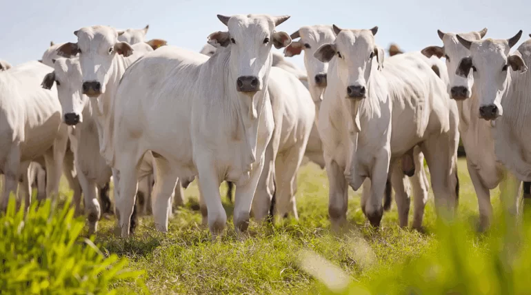 Suplementos nutracêuticos Master S3, Master Leite e Master Engorda da Núcleo Rural para saúde e desempenho de bovinos