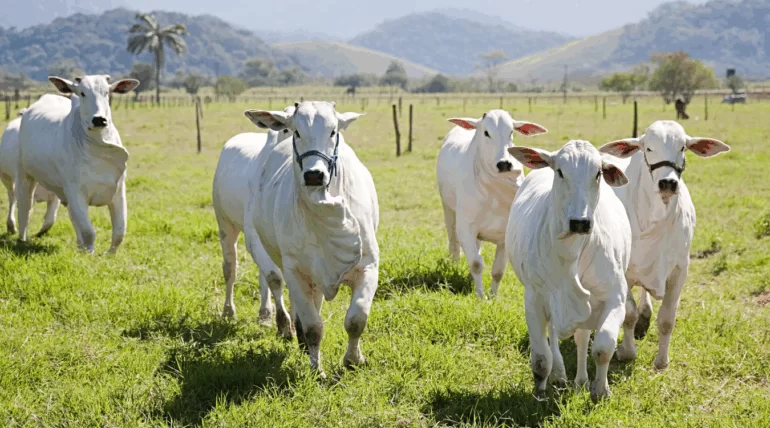 Bovinos com pelagem brilhante e saudável após uso do suplemento Master S3 da Núcleo Rural