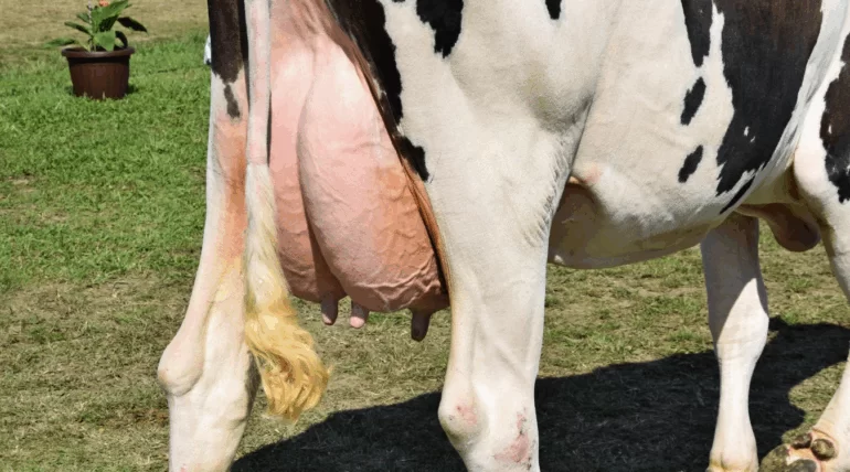 Suplemento Master Leite da Núcleo Rural ajudando a aumentar a produção de leite