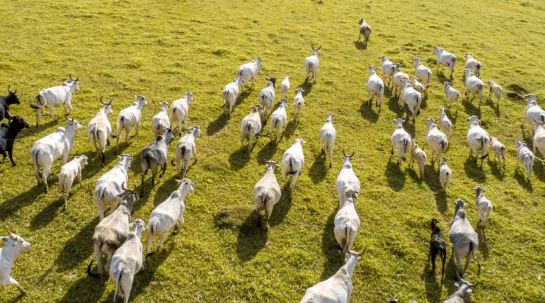 Bovinos saudáveis e sem parasitas