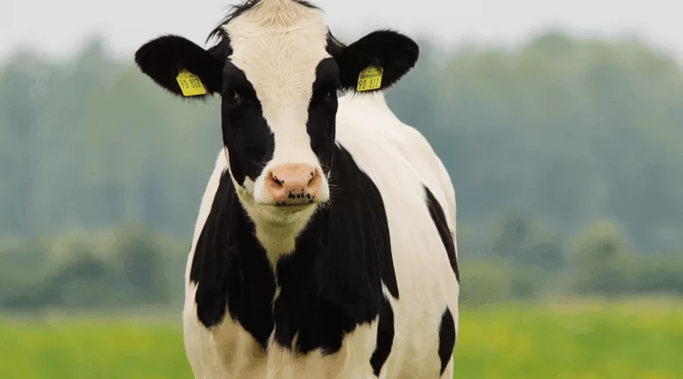 Bovinos livres de bernes e carrapatos após suplementação com Master S3 da Núcleo Rural