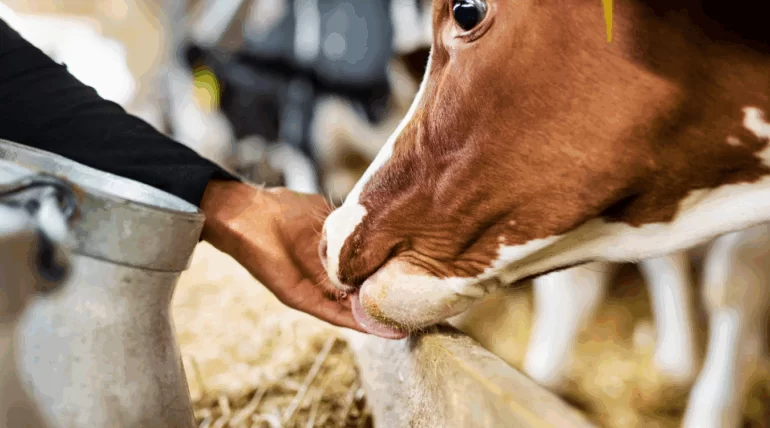 Vaca leiteira consumindo suplemento Master Leite da Núcleo Rural para aumento de produção e saúde do úbere.