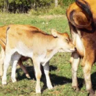 Rebanho bovino com alto índice de fertilidade após suplementação com produtos da Núcleo Rural em São José do Rio Preto.