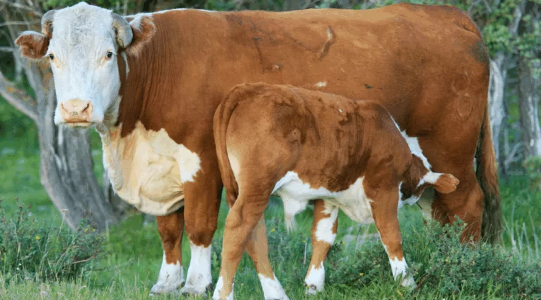 Bezerro saudável após suplementação com Master Engorda da Núcleo Rural durante o desmame precoce